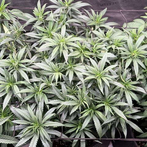 Lemon Cherry Gelato 🍋🍒 growlog timeline photo