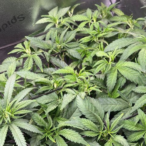 Watermelon Zkittlez 🍉🍭 growlog timeline photo