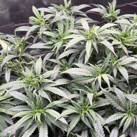 Lemon Cherry Gelato 🍋🍒 growlog timeline photo