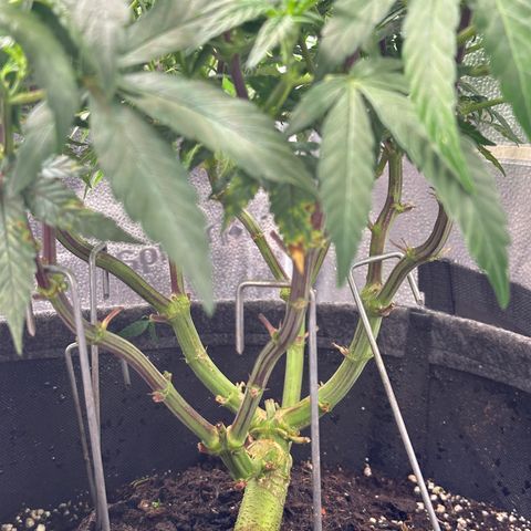 Watermelon Zkittlez 🍉🍭 growlog timeline photo