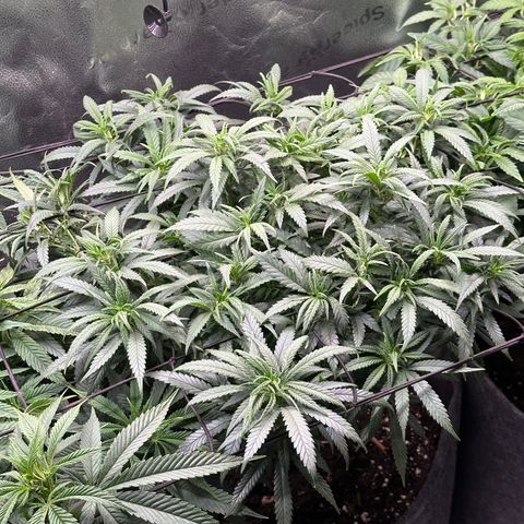 Lemon Cherry Gelato 🍋🍒 growlog timeline photo