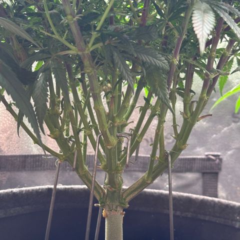 Lemon Cherry Gelato 🍋🍒 growlog timeline photo