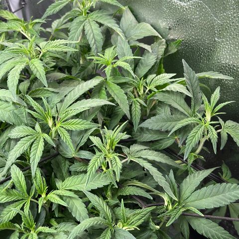 Watermelon Zkittlez 🍉🍭 growlog timeline photo