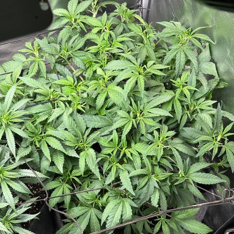 Watermelon Zkittlez 🍉🍭 growlog timeline photo