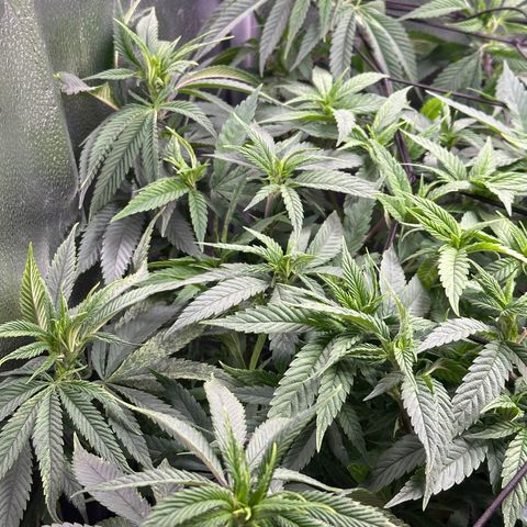 Pineapple Express 🍍 growlog timeline photo