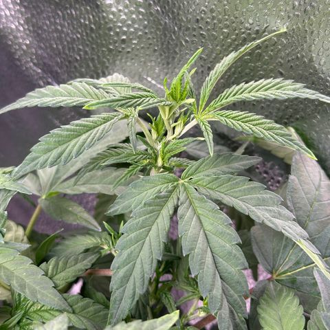 Watermelon Zkittlez 🍉🍭 growlog timeline photo