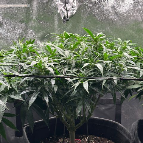 Lemon Cherry Gelato 🍋🍒 growlog timeline photo