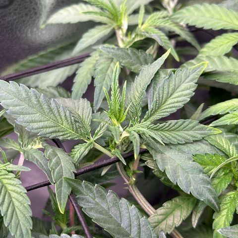 Watermelon Zkittlez 🍉🍭 growlog timeline photo