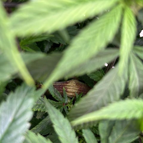 Pineapple Express 🍍 growlog timeline photo
