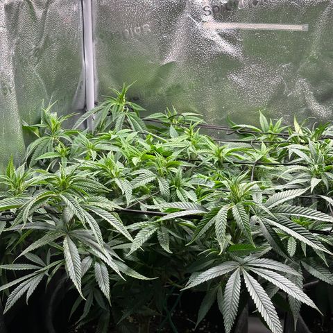 Pineapple Express 🍍 growlog timeline photo