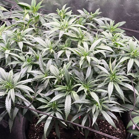Lemon Cherry Gelato 🍋🍒 growlog timeline photo