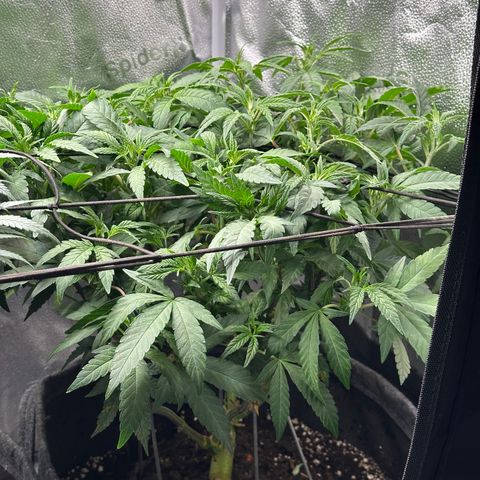 Watermelon Zkittlez 🍉🍭 growlog timeline photo