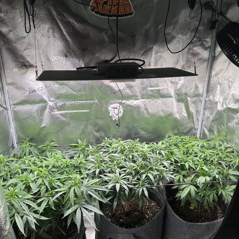 Lemon Cherry Gelato 🍋🍒 growlog timeline photo