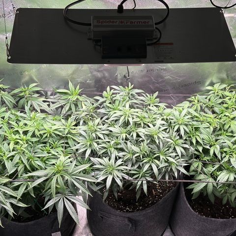Lemon Cherry Gelato 🍋🍒 growlog timeline photo