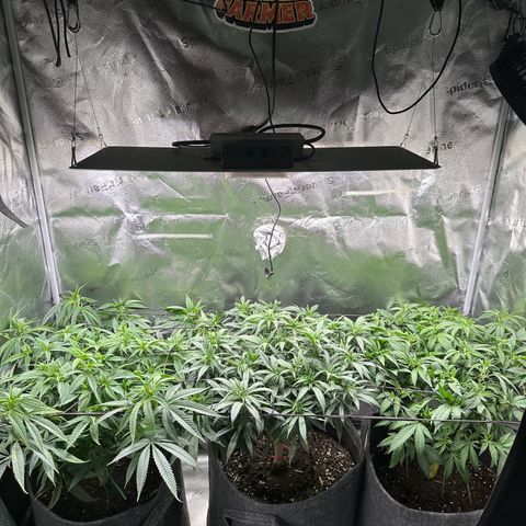 Lemon Cherry Gelato 🍋🍒 growlog timeline photo