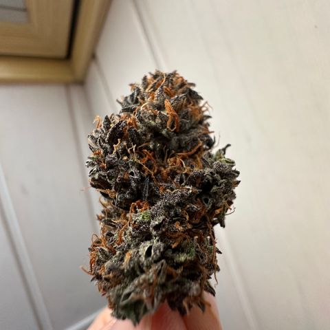 Mimosa Auto 🍊🥂 growlog timeline photo