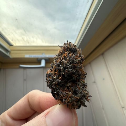 Mimosa Auto 🍊🥂 growlog timeline photo
