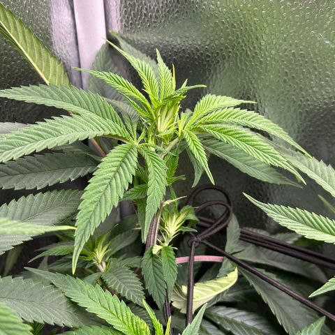 Pineapple Express 🍍 growlog timeline photo