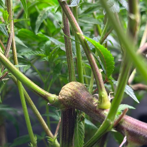 Pineapple Express 🍍 growlog timeline photo
