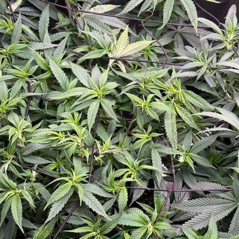 Pineapple Express 🍍 growlog timeline photo