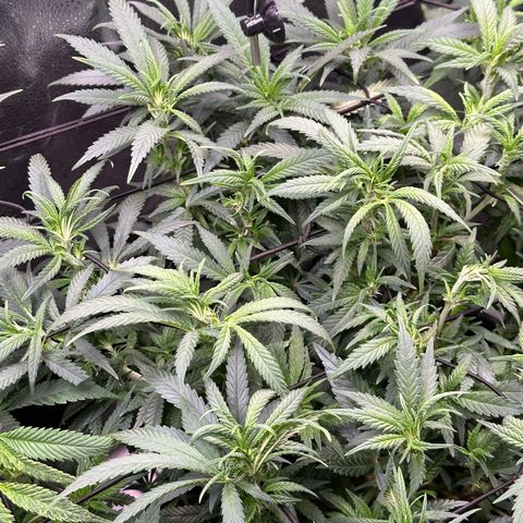 Lemon Cherry Gelato 🍋🍒 growlog timeline photo