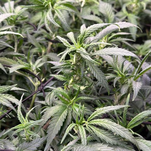 Lemon Cherry Gelato 🍋🍒 growlog timeline photo