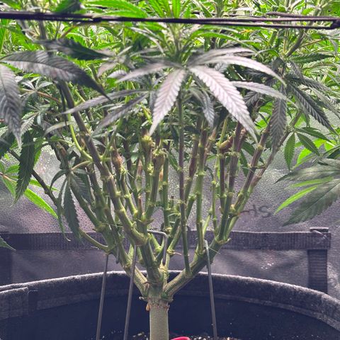 Lemon Cherry Gelato 🍋🍒 growlog timeline photo