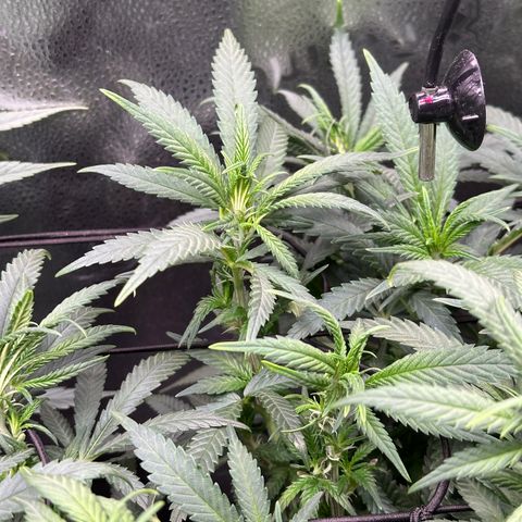Lemon Cherry Gelato 🍋🍒 growlog timeline photo