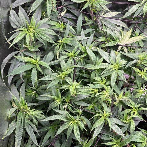 Pineapple Express 🍍 growlog timeline photo