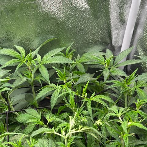 Watermelon Zkittlez 🍉🍭 growlog timeline photo