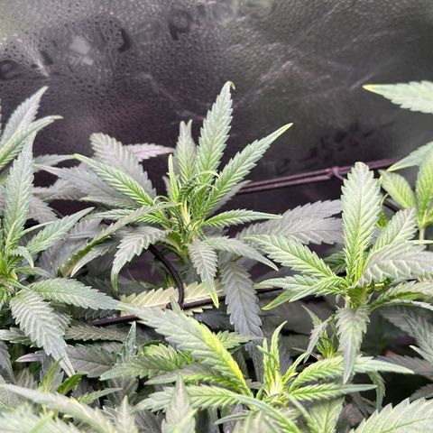 Lemon Cherry Gelato 🍋🍒 growlog timeline photo