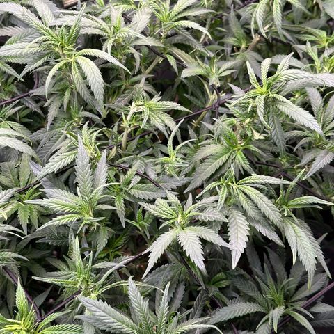 Lemon Cherry Gelato 🍋🍒 growlog timeline photo