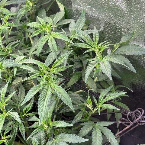 Watermelon Zkittlez 🍉🍭 growlog timeline photo