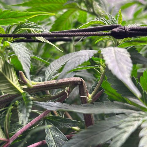Pineapple Express 🍍 growlog timeline photo