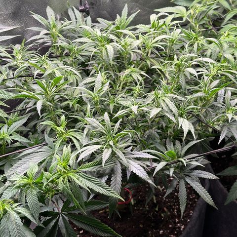 Lemon Cherry Gelato 🍋🍒 growlog timeline photo