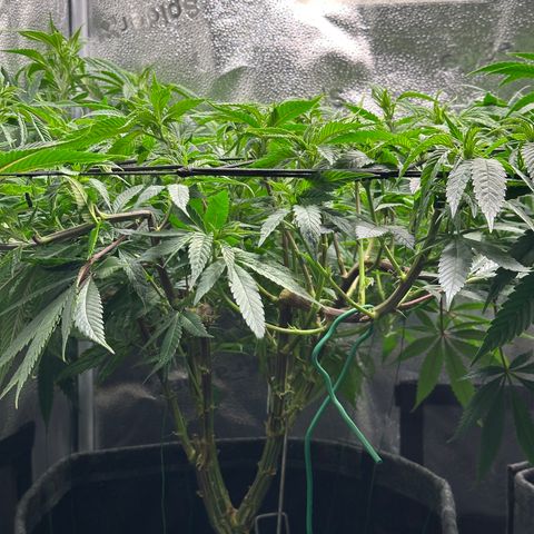 Pineapple Express 🍍 growlog timeline photo