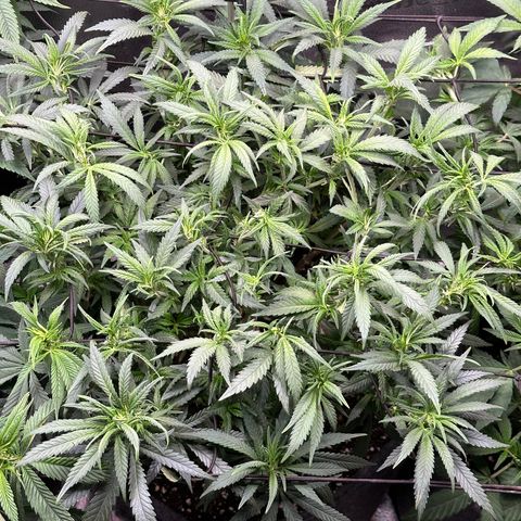 Lemon Cherry Gelato 🍋🍒 growlog timeline photo