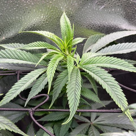 Pineapple Express 🍍 growlog timeline photo