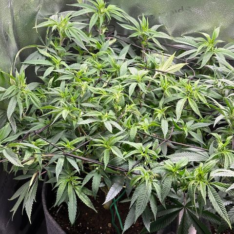 Pineapple Express 🍍 growlog timeline photo