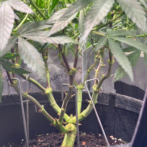 Watermelon Zkittlez 🍉🍭 growlog timeline photo
