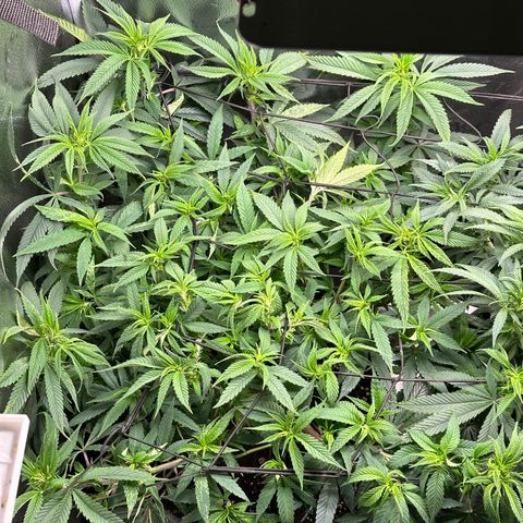 Pineapple Express 🍍 growlog timeline photo