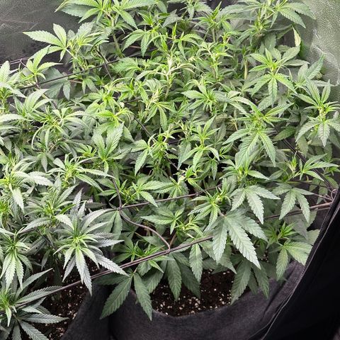 Watermelon Zkittlez 🍉🍭 growlog timeline photo