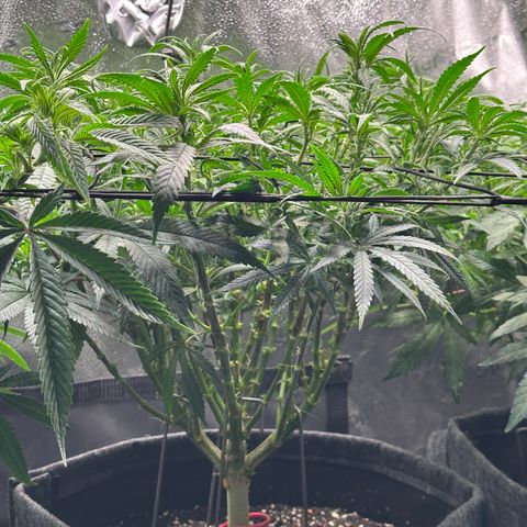 Lemon Cherry Gelato 🍋🍒 growlog timeline photo