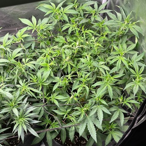 Watermelon Zkittlez 🍉🍭 growlog timeline photo
