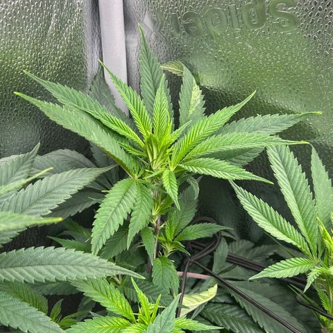 Pineapple Express 🍍 growlog timeline photo