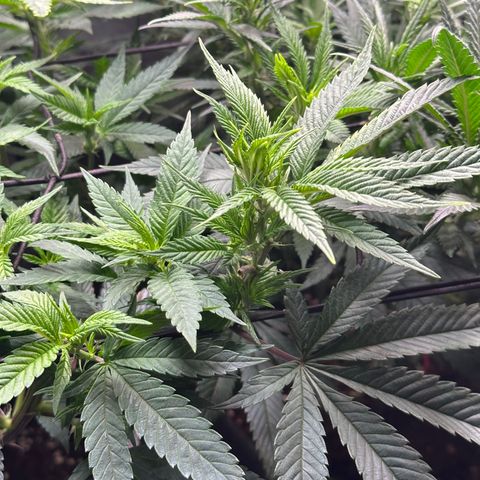 Pineapple Express 🍍 growlog timeline photo