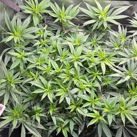 Pineapple Express 🍍 growlog timeline photo