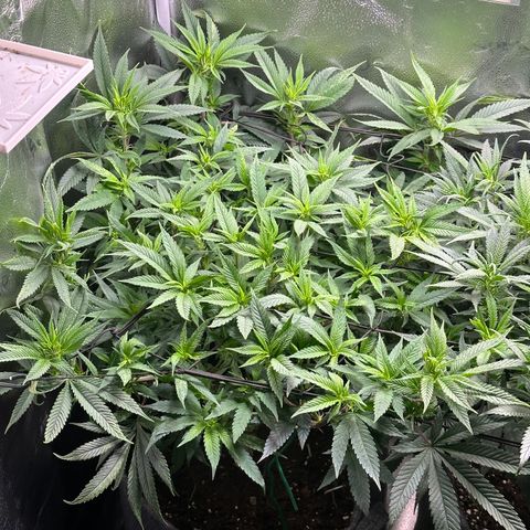 Pineapple Express 🍍 growlog timeline photo