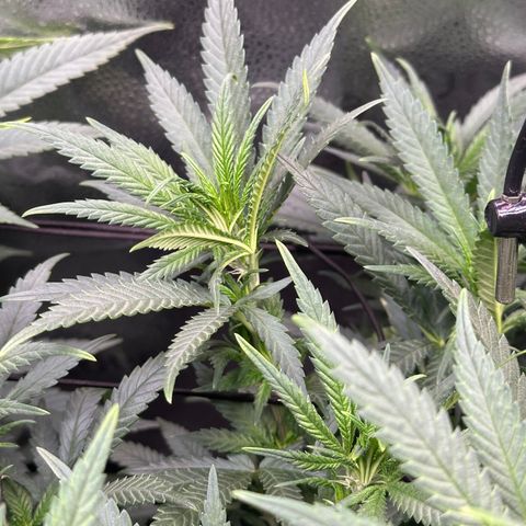 Lemon Cherry Gelato 🍋🍒 growlog timeline photo