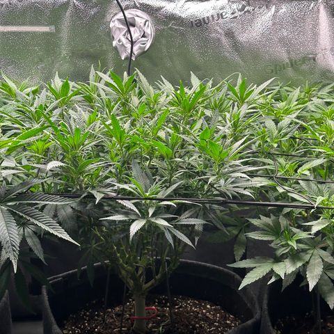 Lemon Cherry Gelato 🍋🍒 growlog timeline photo